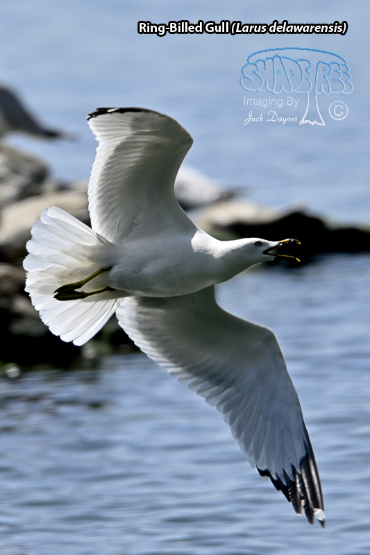 Ring-Billed Gull - Larus delawarensis