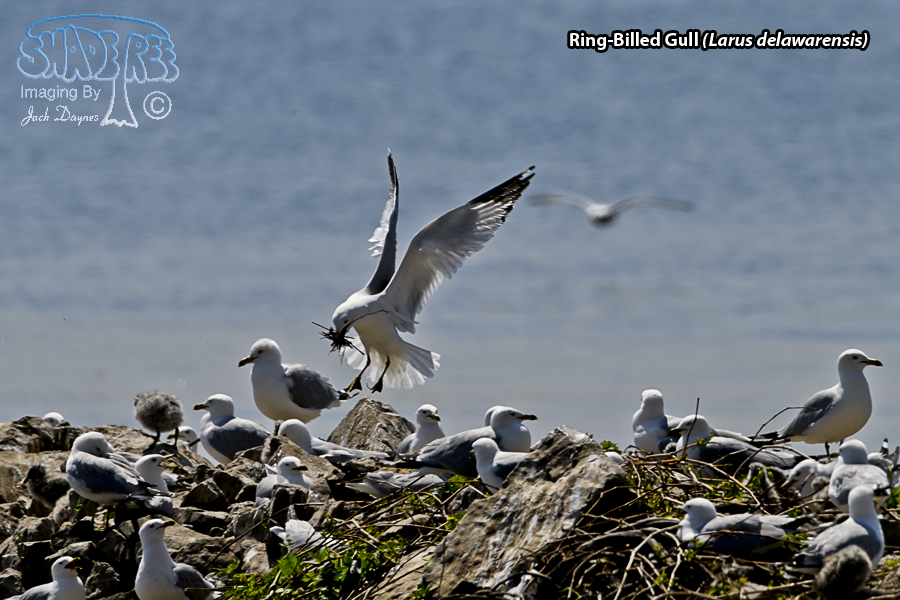 Ring-Billed Gull - Larus delawarensis