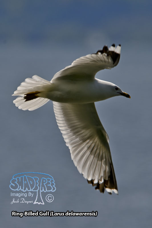 Ring-Billed Gull - Larus delawarensis