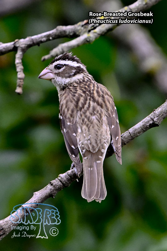Rose-Breasted Grosbeak - Pheucticus ludovicianus