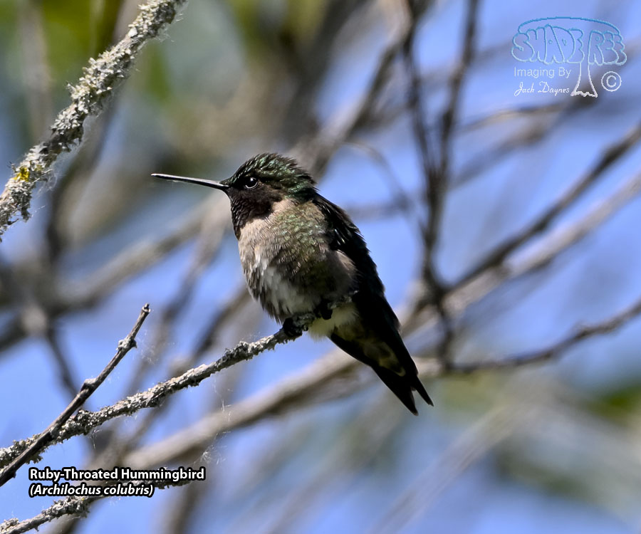 Ruby-Throated Hummingbird - Archilochus colubris