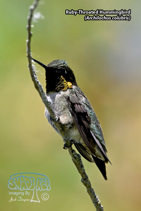 Ruby-Throated Hummingbird - Archilochus colubris