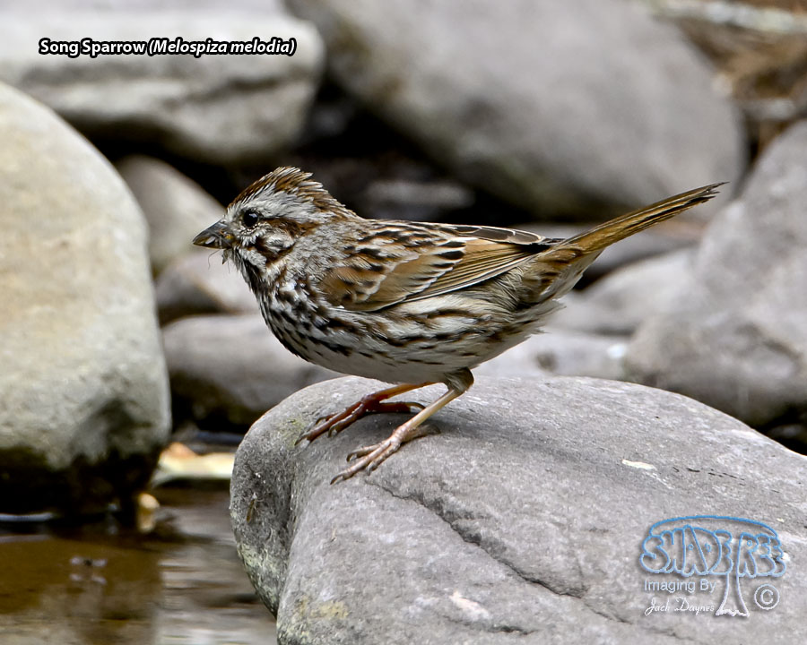 Song Sparrow - Melospiza melodia