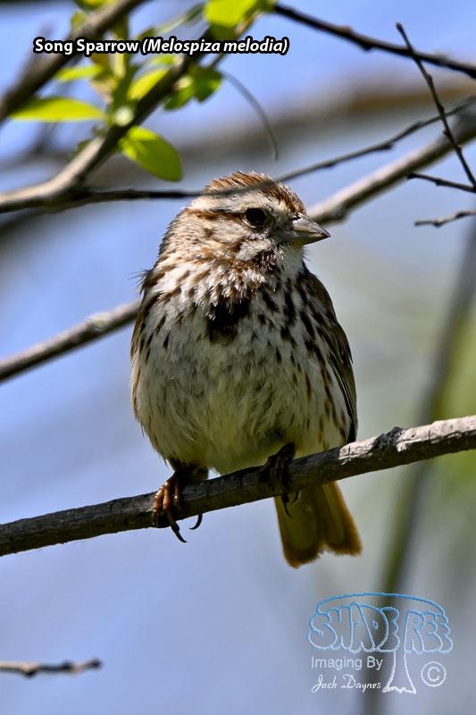 Song Sparrow - Melospiza melodia