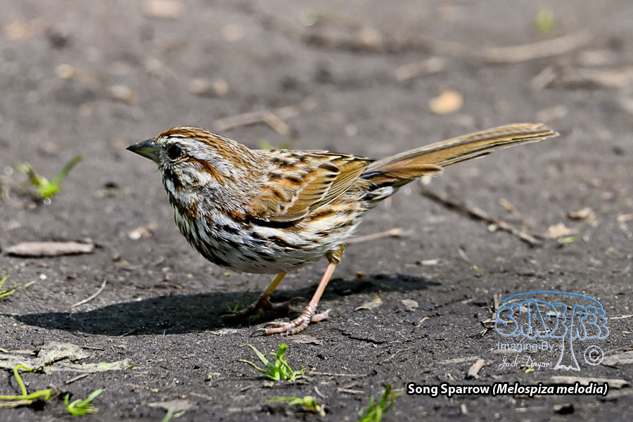 Song Sparrow - Melospiza melodia