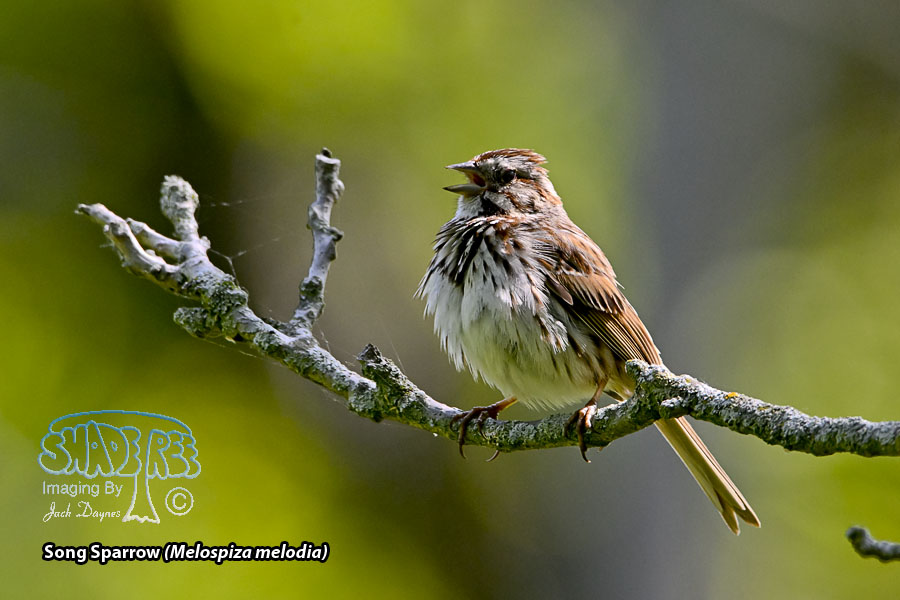 Song Sparrow - Melospiza melodia