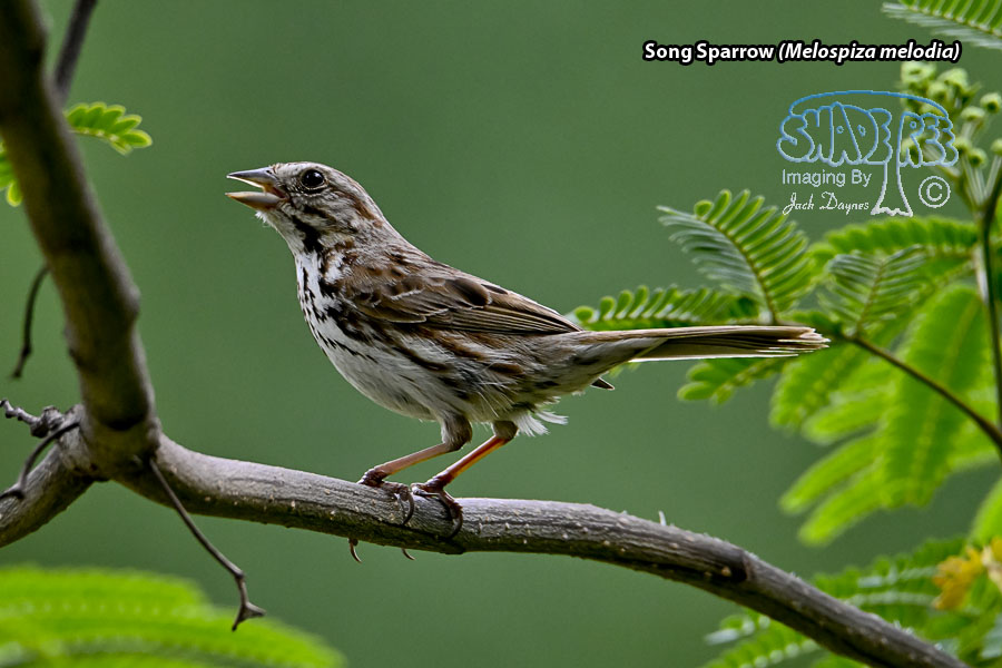 Song Sparrow - Melospiza melodia