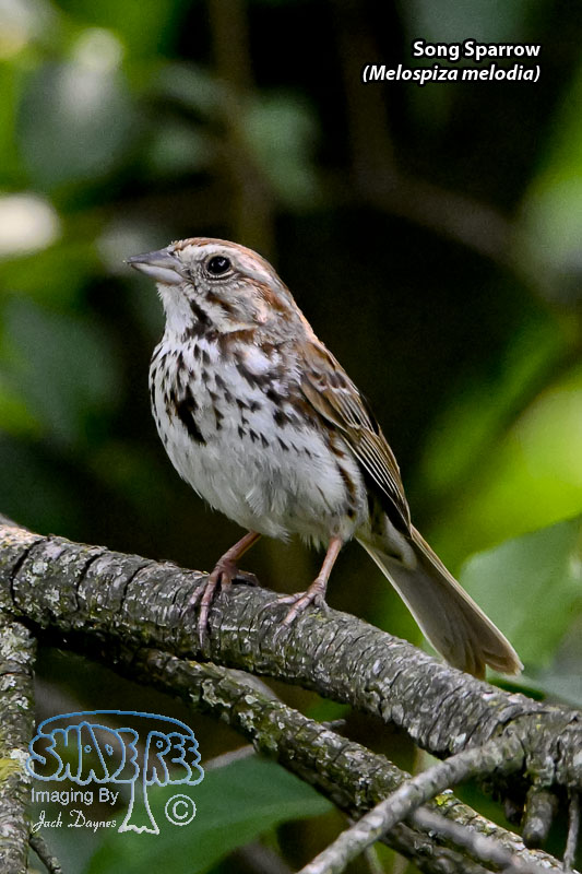 Song Sparrow - Melospiza melodia