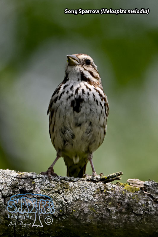 Song Sparrow - Melospiza melodia