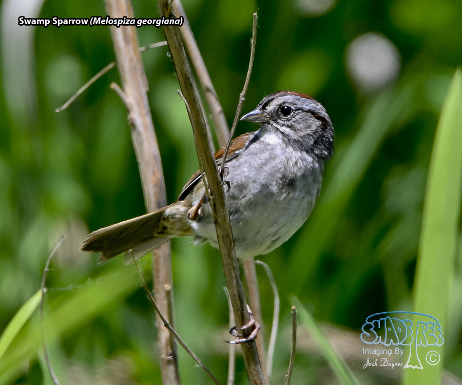 Swamp Sparrow - Melospiza georgiana