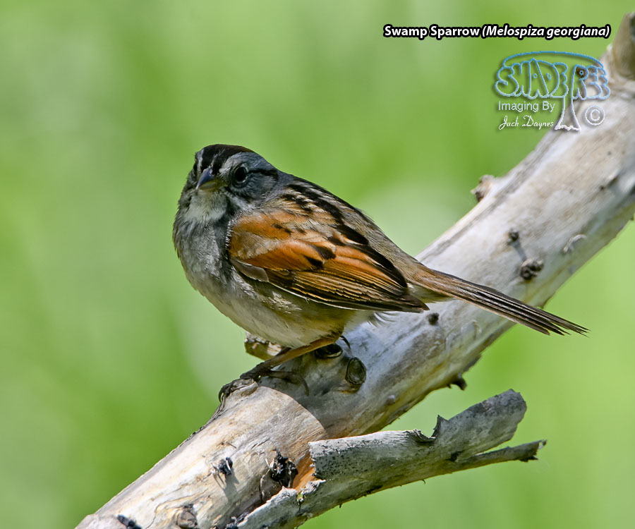 Swamp Sparrow - Melospiza georgiana