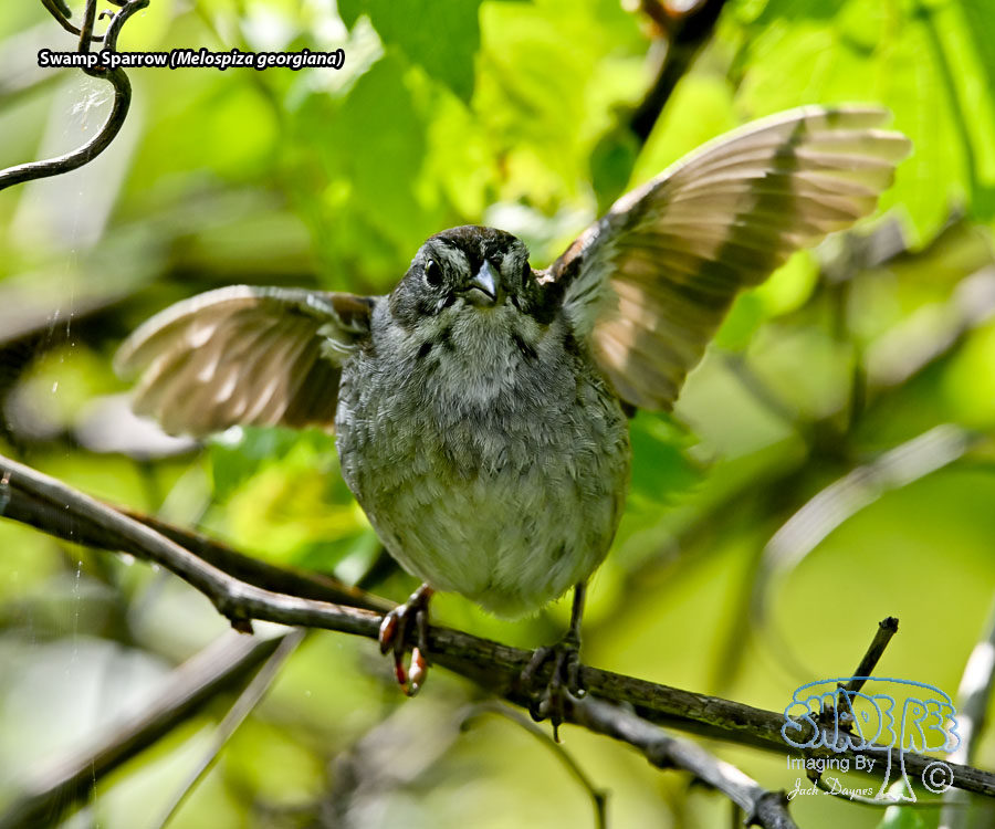 Swamp Sparrow - Melospiza georgiana