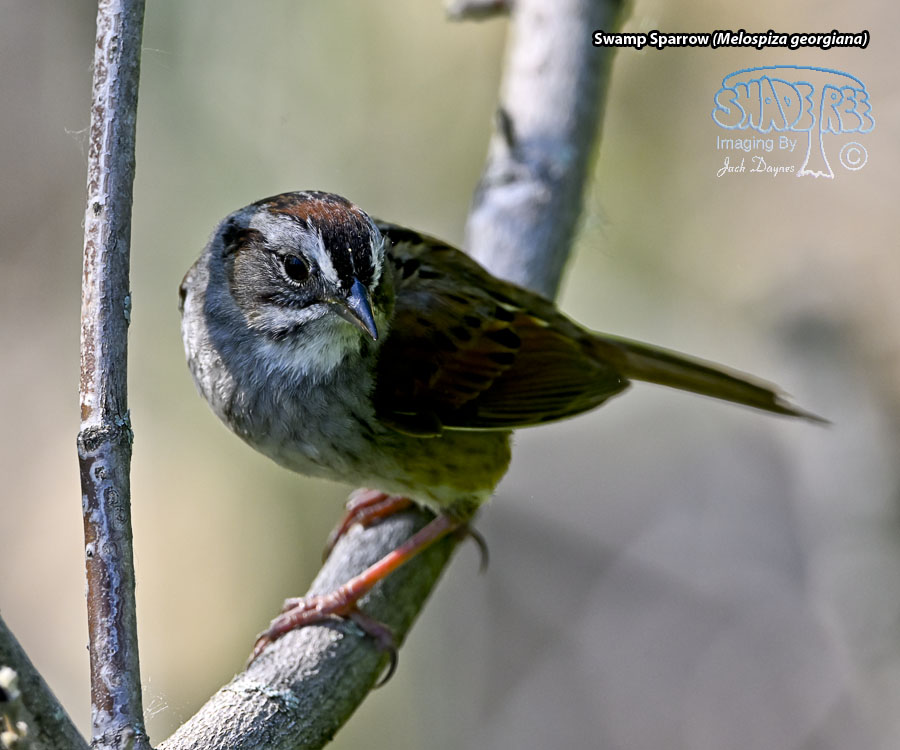 Swamp Sparrow - Melospiza georgiana