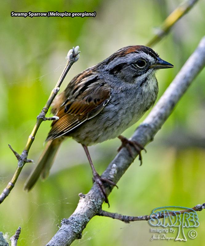 Swamp Sparrow - Melospiza georgiana