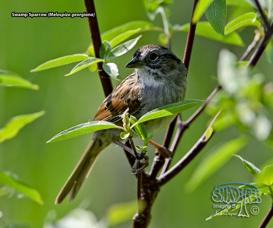 Swamp Sparrow - Melospiza georgiana