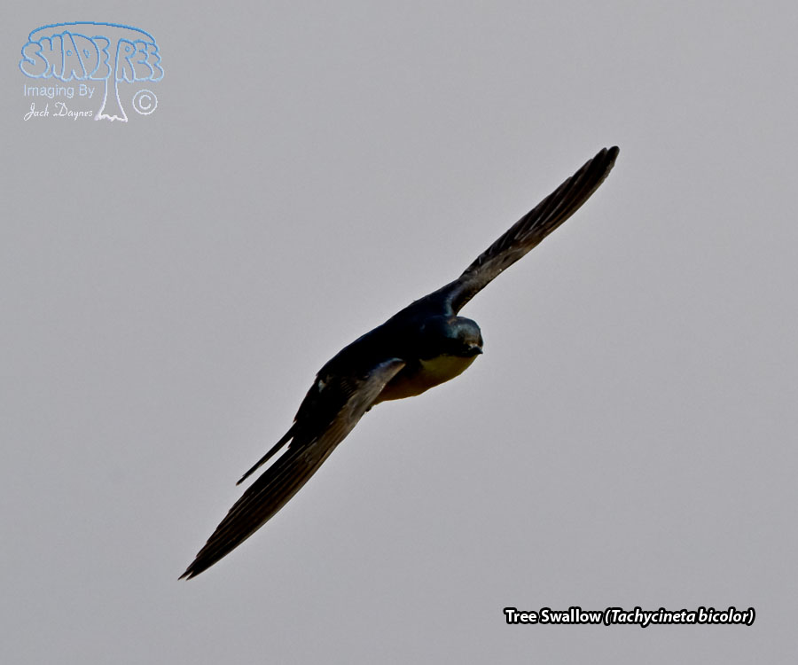 Tree Swallow - Tachycineta bicolor