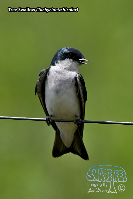 Tree Swallow - Tachycineta bicolor