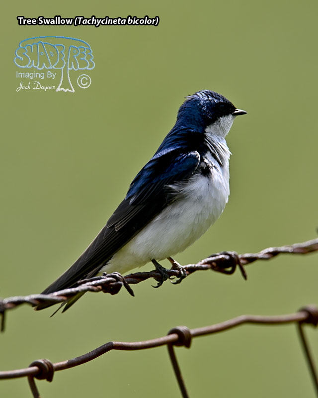 Tree Swallow - Tachycineta bicolor
