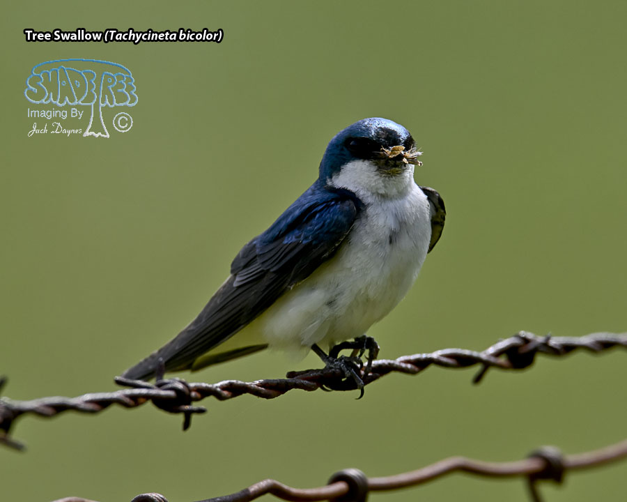 Tree Swallow - Tachycineta bicolor