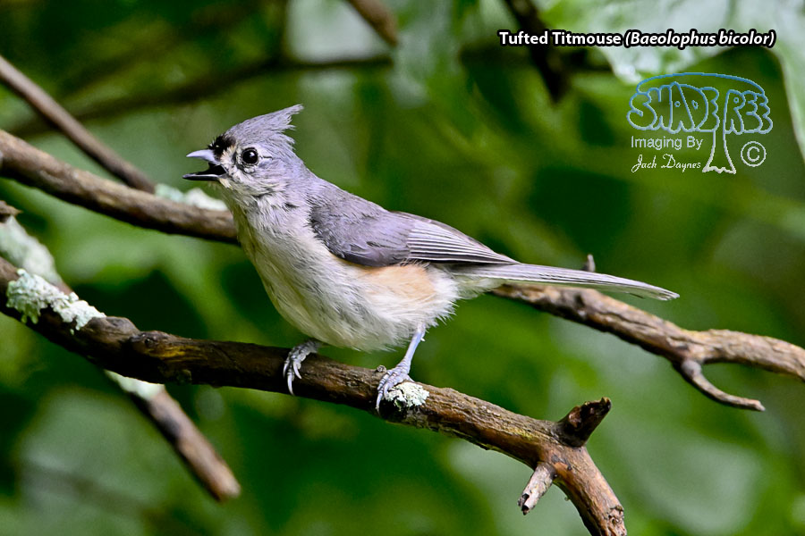 Tufted Titmouse - Baeolophus bicolor