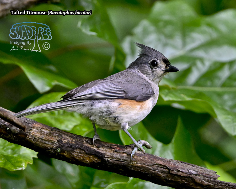 Tufted Titmouse - Baeolophus bicolor