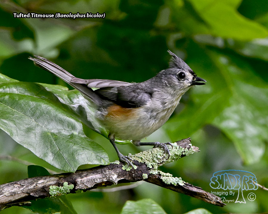 Tufted Titmouse - Baeolophus bicolor