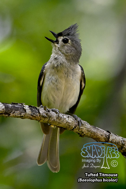 Tufted Titmouse - Baeolophus bicolor