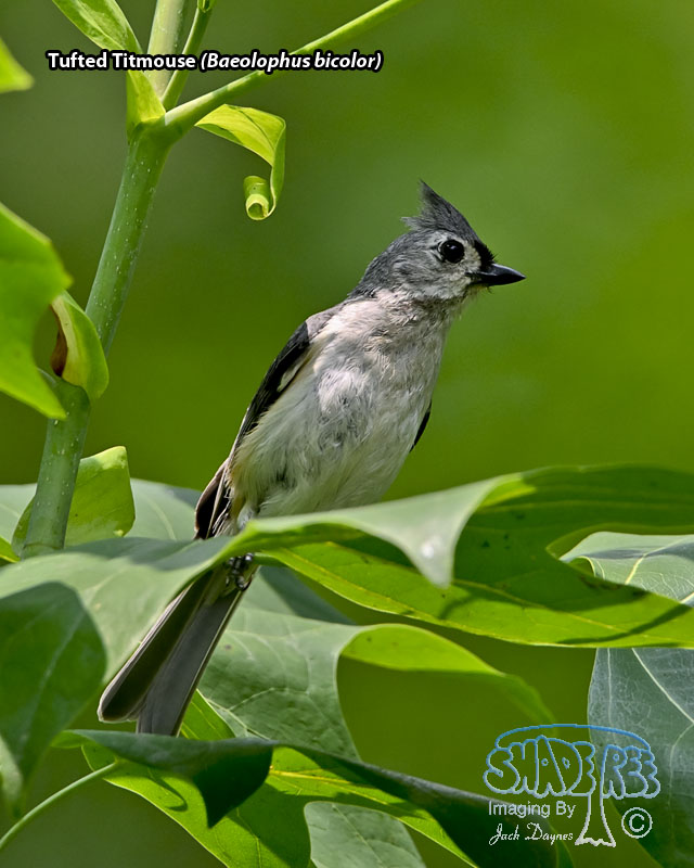 Tufted Titmouse - Baeolophus bicolor