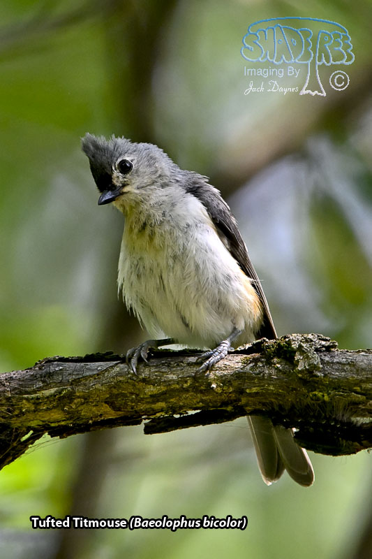 Tufted Titmouse - Baeolophus bicolor