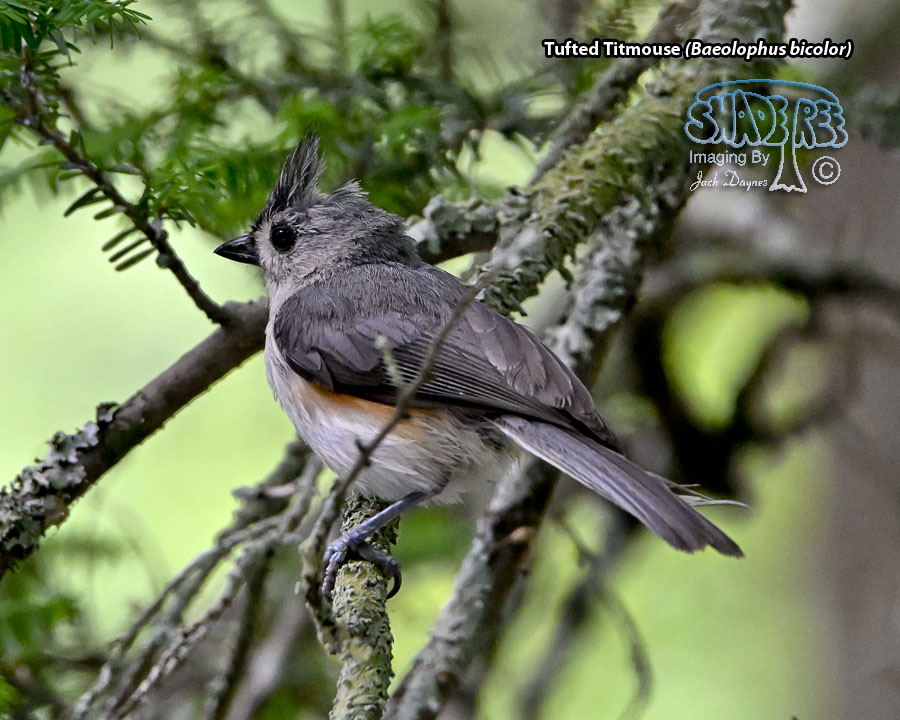 Tufted Titmouse - Baeolophus bicolor