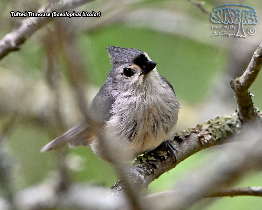 Tufted Titmouse - Baeolophus bicolor