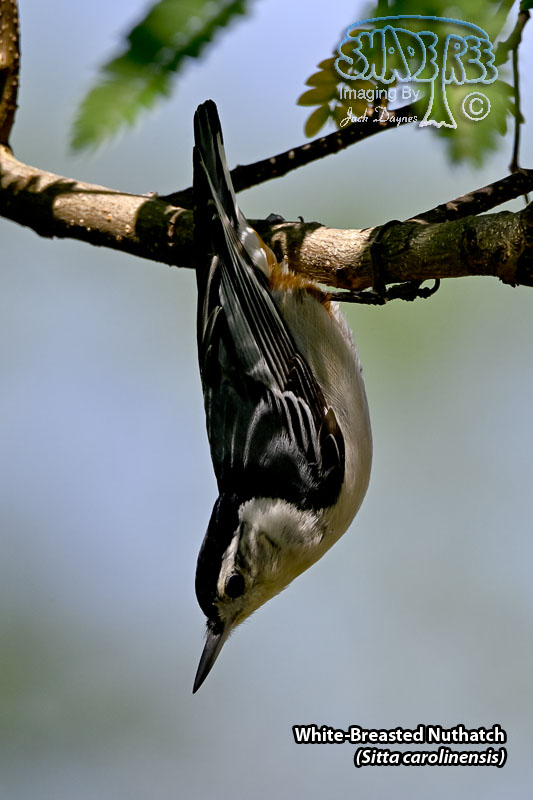 White-Breasted Nuthatch - Sitta carolinensis