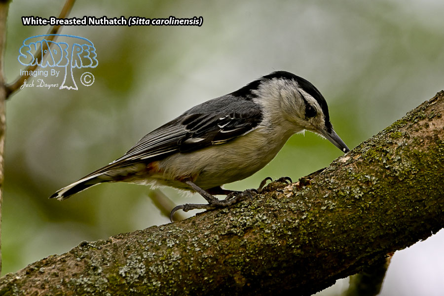 White-Breasted Nuthatch - Sitta carolinensis