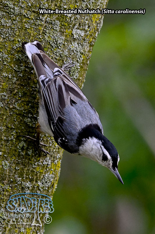 White-Breasted Nuthatch - Sitta carolinensis