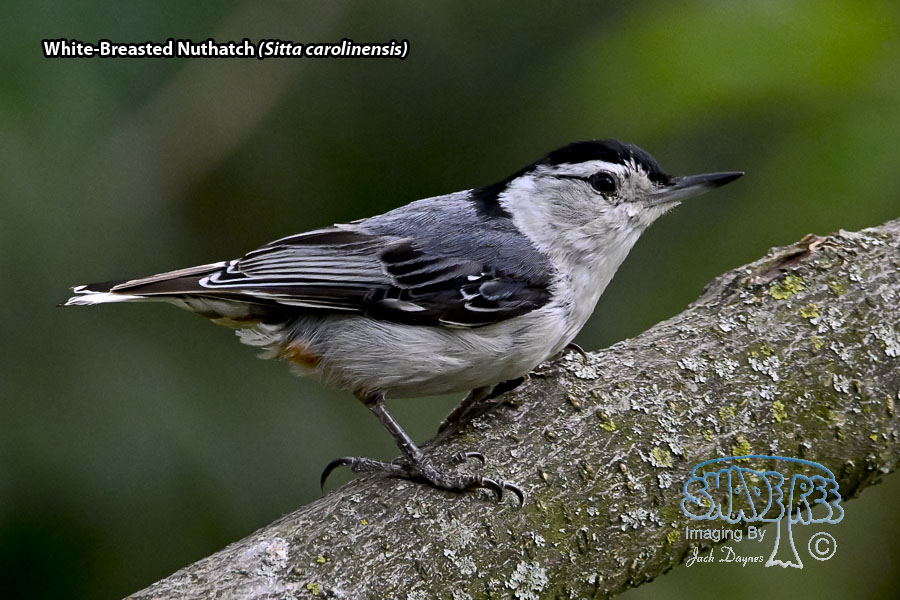 White-Breasted Nuthatch - Sitta carolinensis