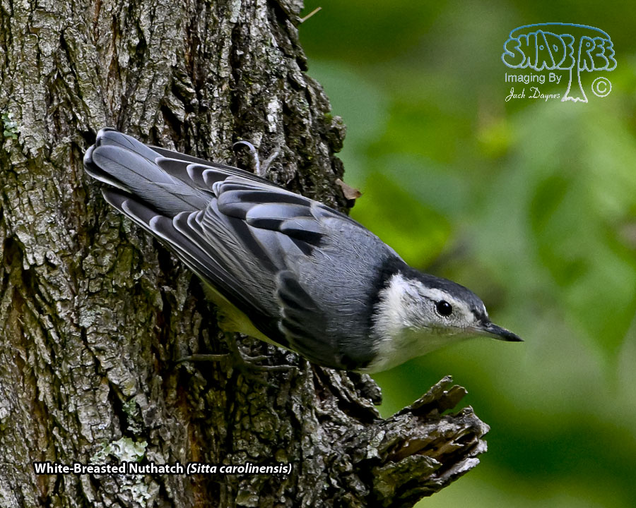 White-Breasted Nuthatch - Sitta carolinensis