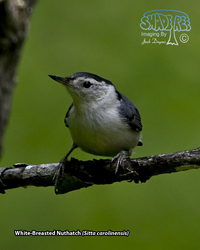 White-Breasted Nuthatch - Sitta carolinensis