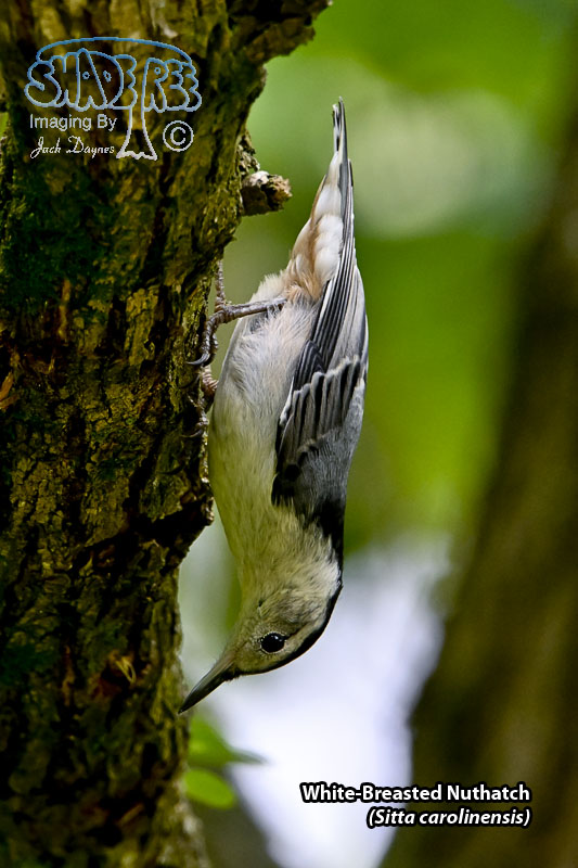 White-Breasted Nuthatch - Sitta carolinensis