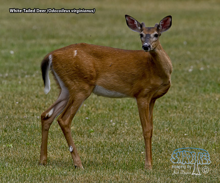 White-Tailed Deer - Odocoileus virginianus