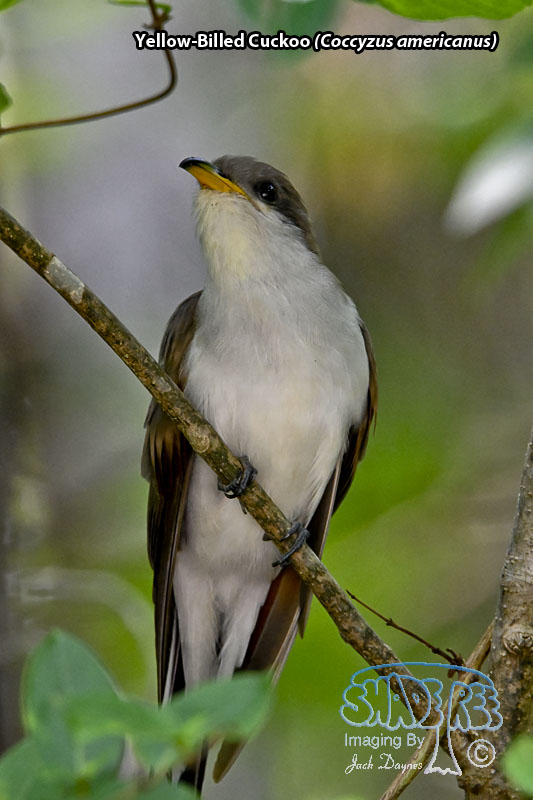 Yellow-Billed Cuckoo - Coccyzus americanus