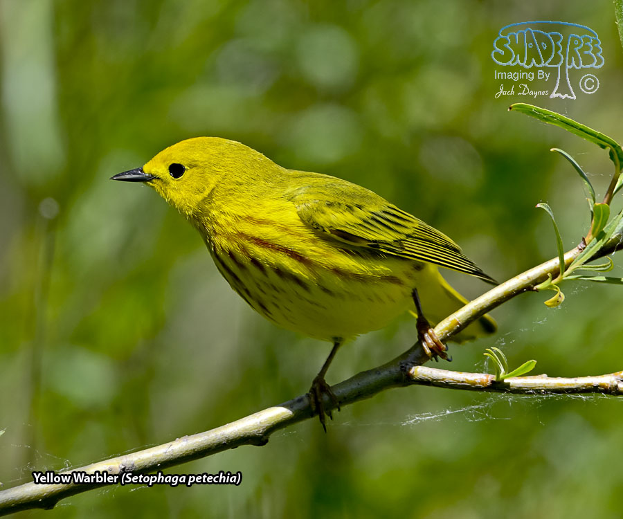 Yellow Warbler - Setophaga petechia