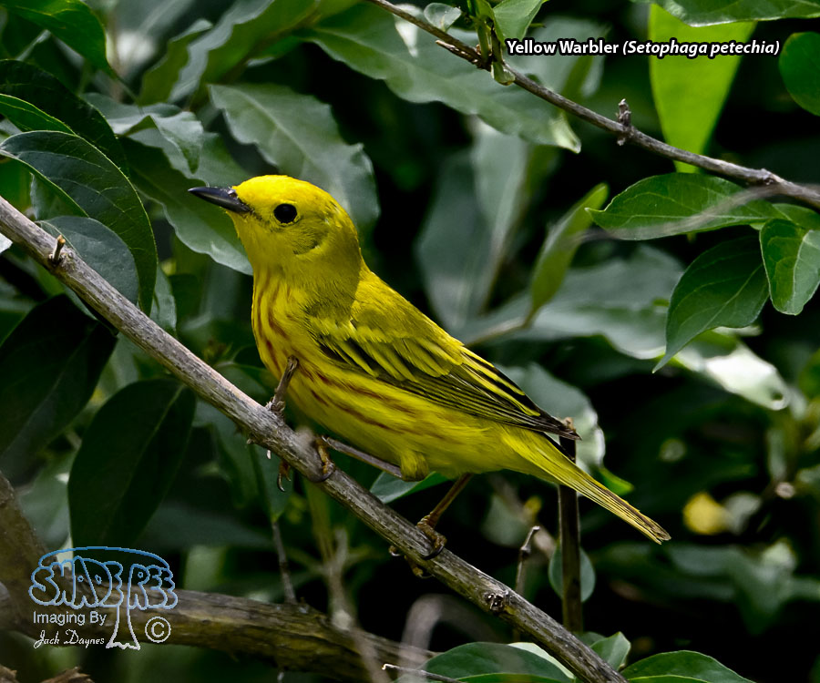 Yellow Warbler - Setophaga petechia