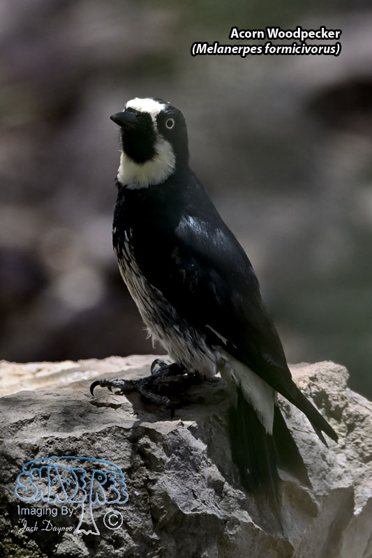 Acorn Woodpecker - Melanerpes formicivorus