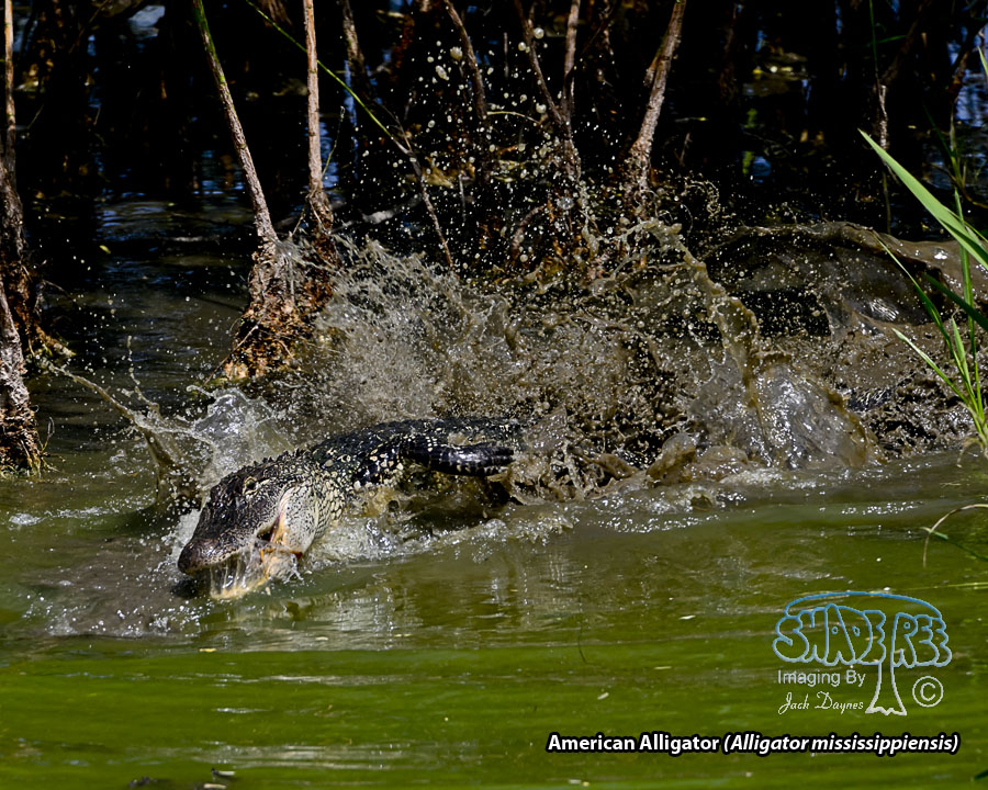 American Alligator - Alligator mississippiensis