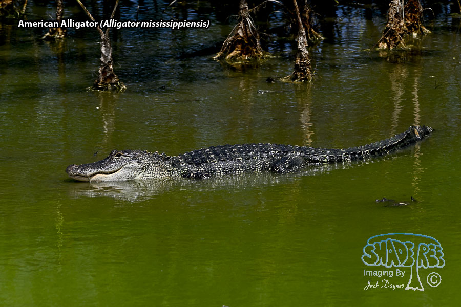 American Alligator - Alligator mississippiensis