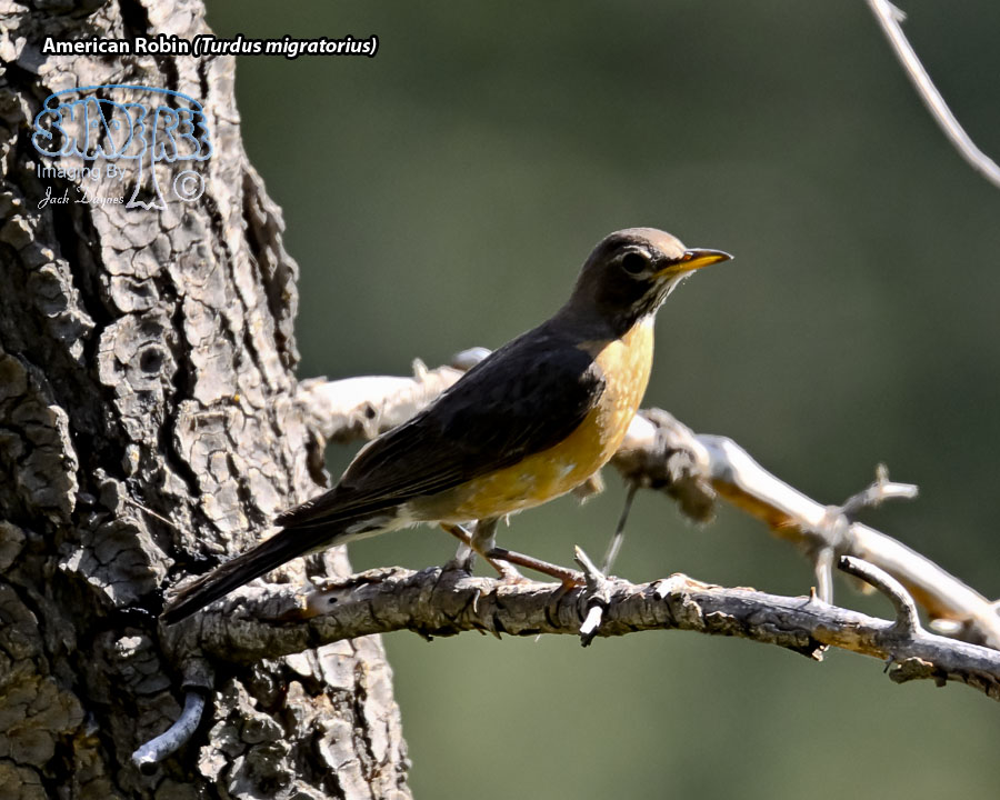 American Robin - Turdus migratorius