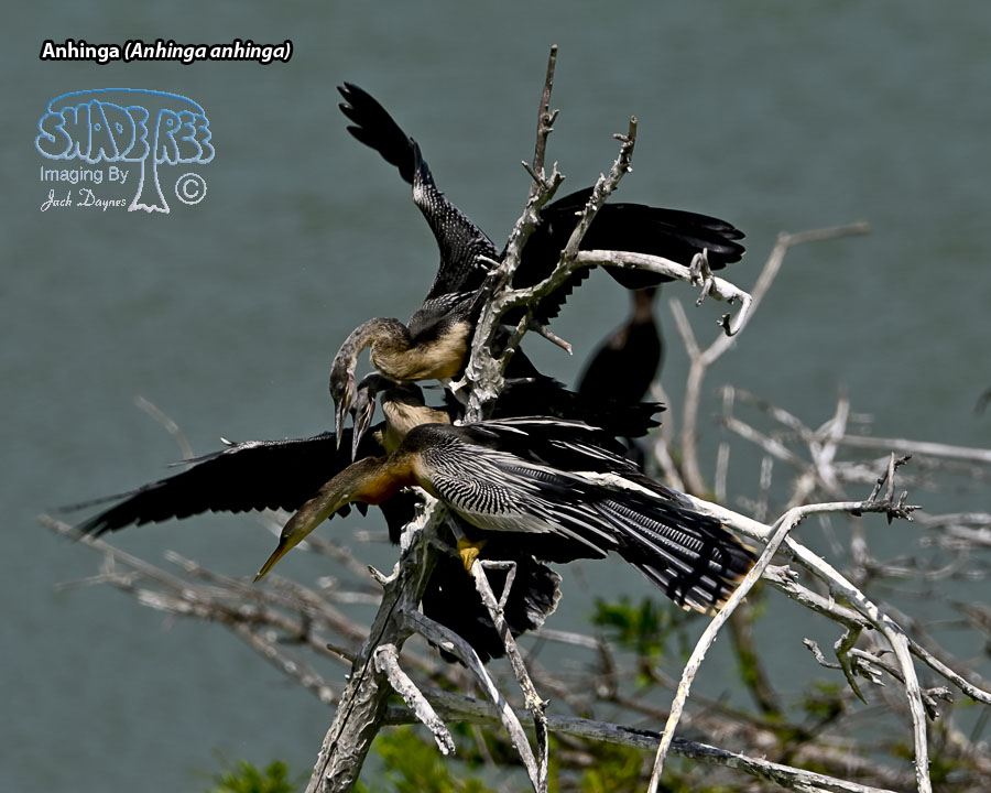 Anhinga - Anhinga anhinga