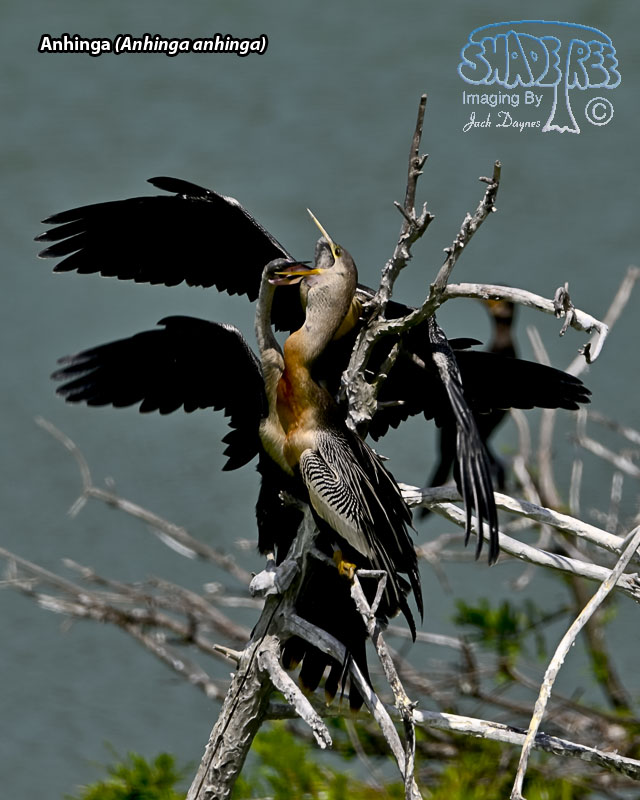 Anhinga - Anhinga anhinga