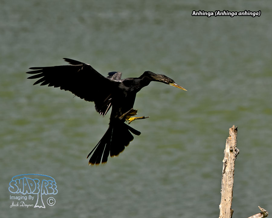 Anhinga - Anhinga anhinga