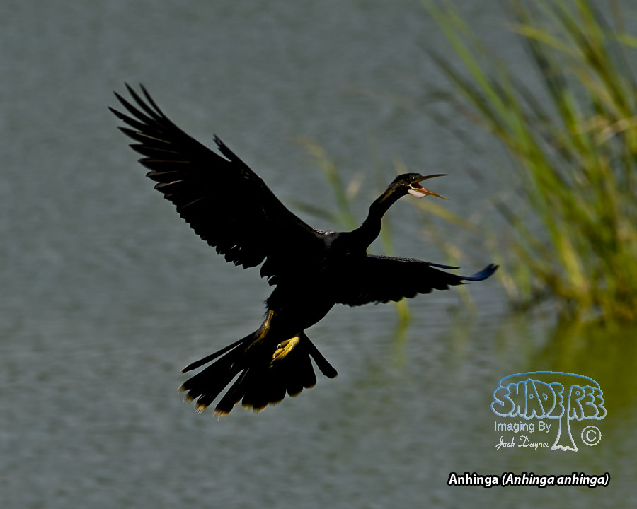 Anhinga - Anhinga anhinga